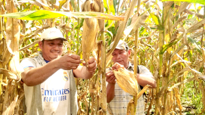 Agricultores de Puinahua cosechan más de 20 toneladas de maíz certificado