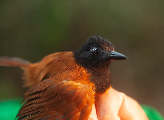 Protección de la biodiversidad