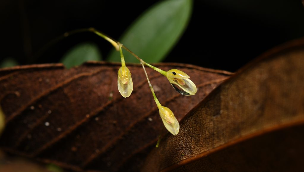Orquídea descubierta en Puinahua es reconocida en revista científica internacional