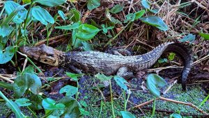 Caimán negro avistado en el Campo Bretaña del Lote 95 fue reubicado en la Reserva Pacaya Samiria