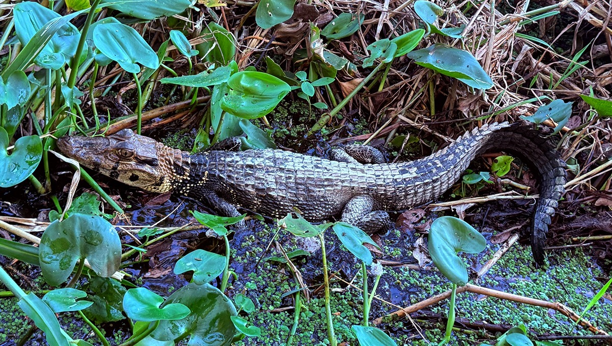 Caimán negro avistado en el Campo Bretaña del Lote 95 fue reubicado en la Reserva Pacaya Samiria