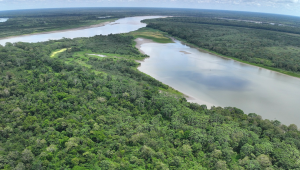 Restauración forestal en Puinahua muestra una buena evolución