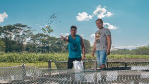 Acuicultores de Puinahua venden más de una tonelada de paiche criado en jaulas flotantes