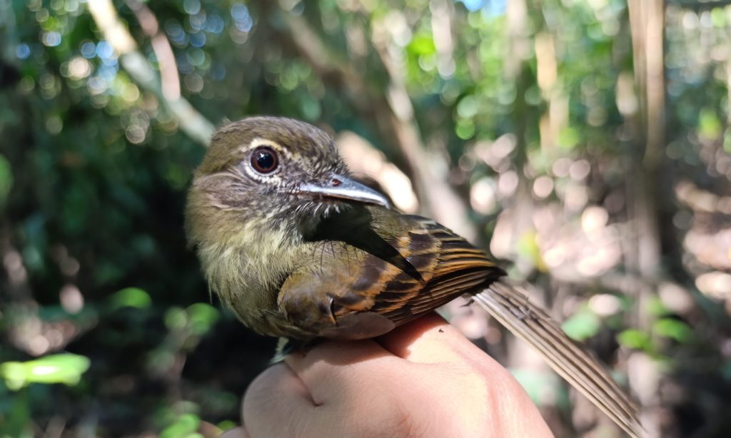 Avistan nueva especie de ave en Loreto