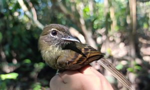 Avistan nueva especie de ave en Loreto