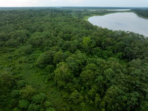 Fauna silvestre retorna a bosque amazónico reforestado con participación de PetroTal