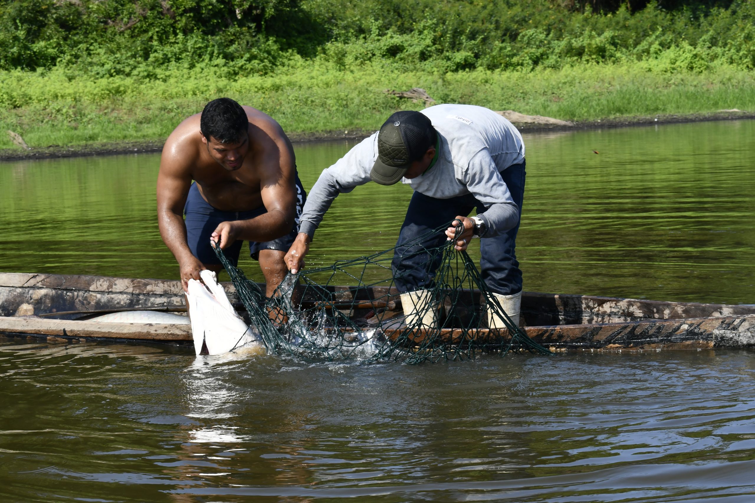 Pescadores de Arahuana Fish fortalecen la pesca sostenible y la comercialización de paiche en Puinahua