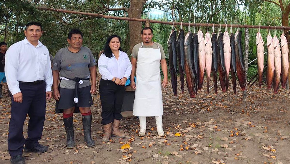 Acuicultores de Puinahua logran vender toda su producción de paiche