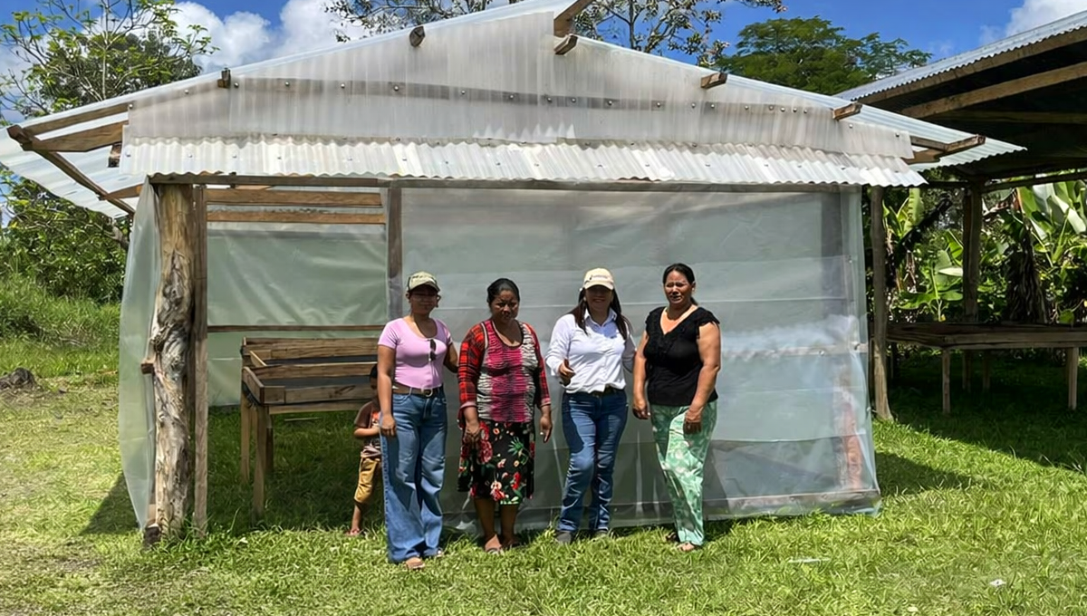 Productoras de Puinahua buscan nuevos mercados para sus hojuelas de plátano